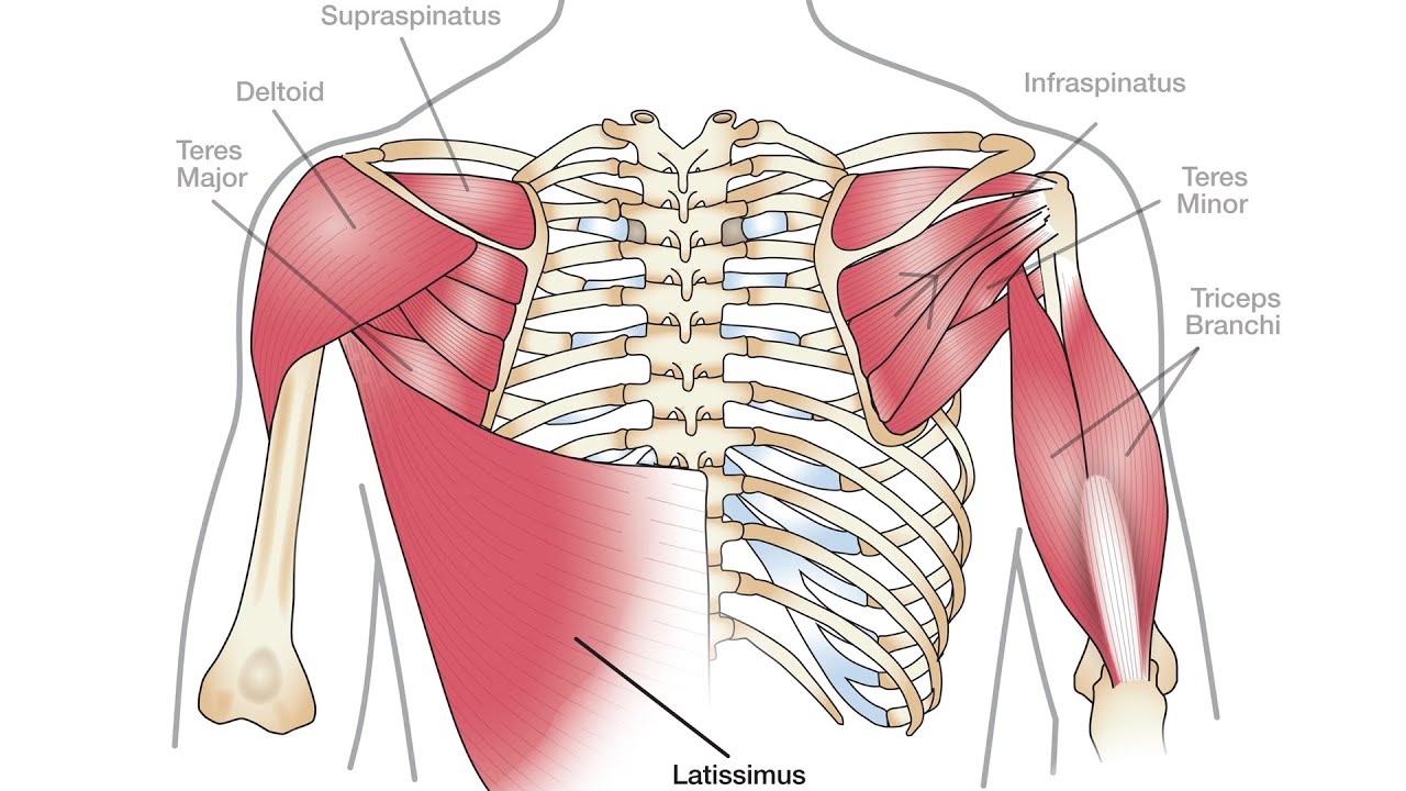 I have scoliosis The muscle on one side of my back is very developed and hurts from time to time what should I do?