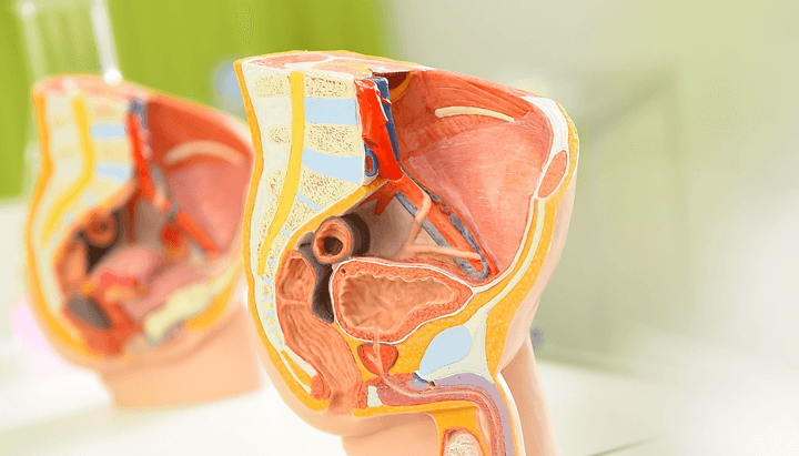 Retroperitoneal Lymph Node Dissection (RPLND) for Testicular Cancer | Uro-Oncology Center of University Hospital Cologne