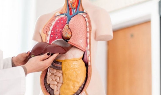 Liver Metastasis (Secondary Liver Cancer)