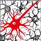 PTBB - Polish Society for the Study of Pain