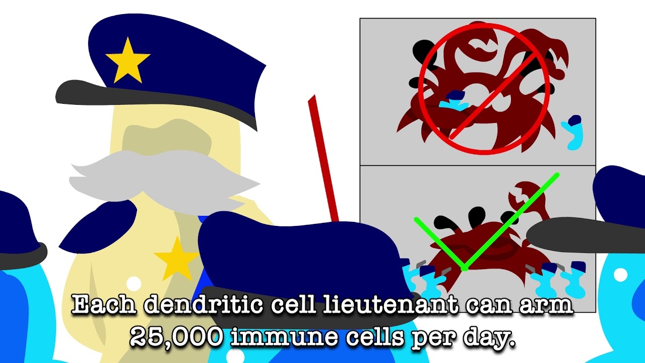 Can Dendritic Cell Therapy assist in the fight against cancer?